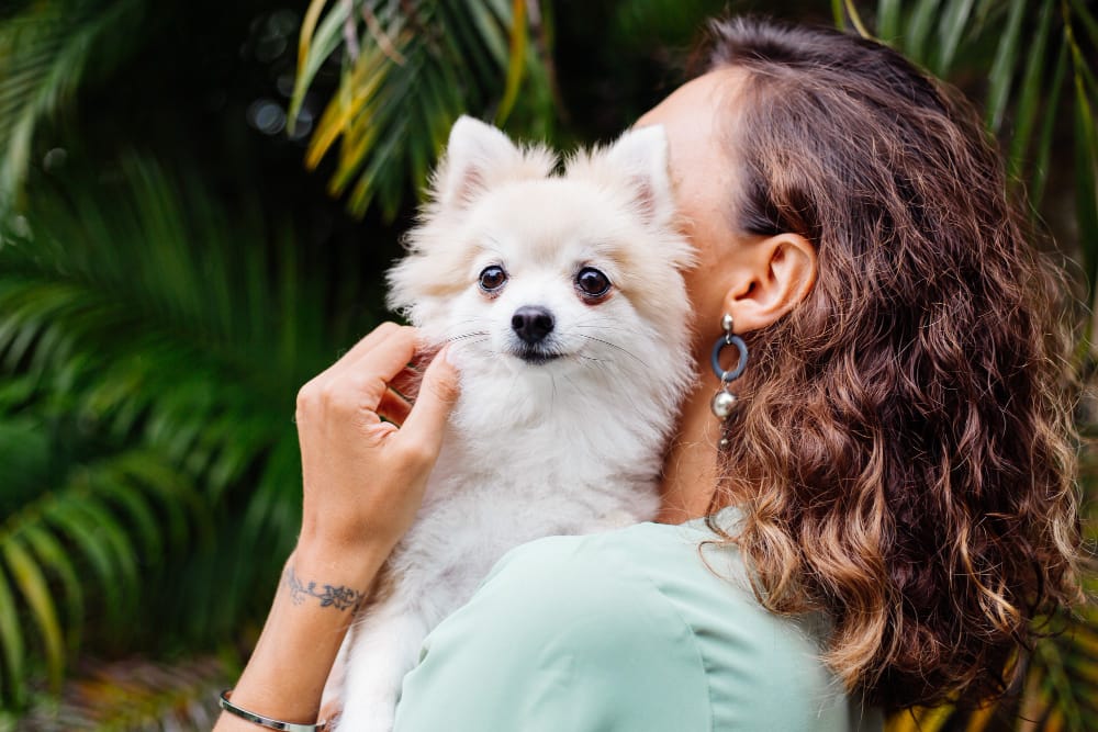 CBD for pets