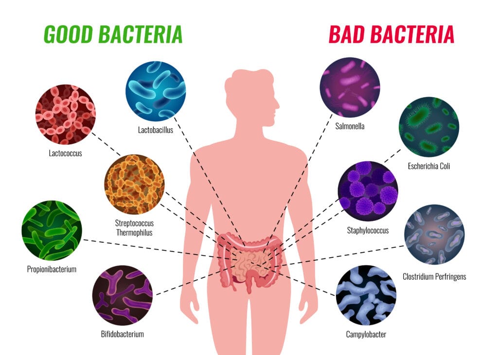 Impact of CBD on the Gut Microbiome