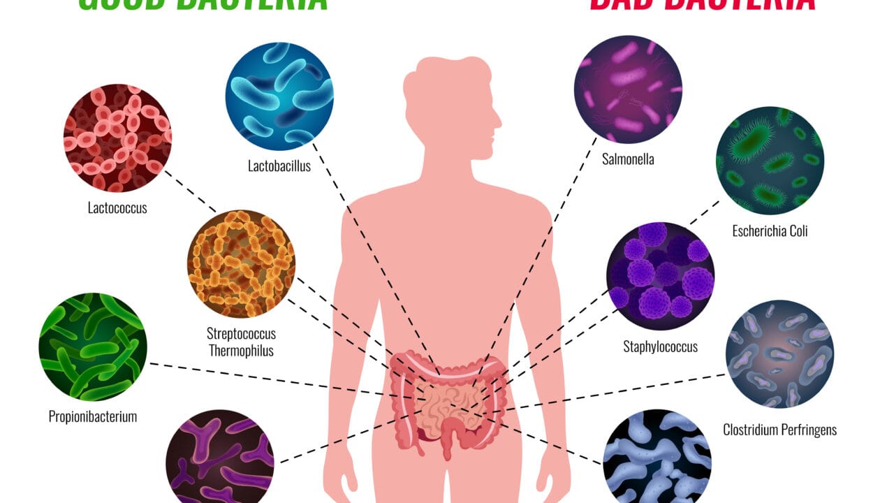 Impact of CBD on the Gut Microbiome