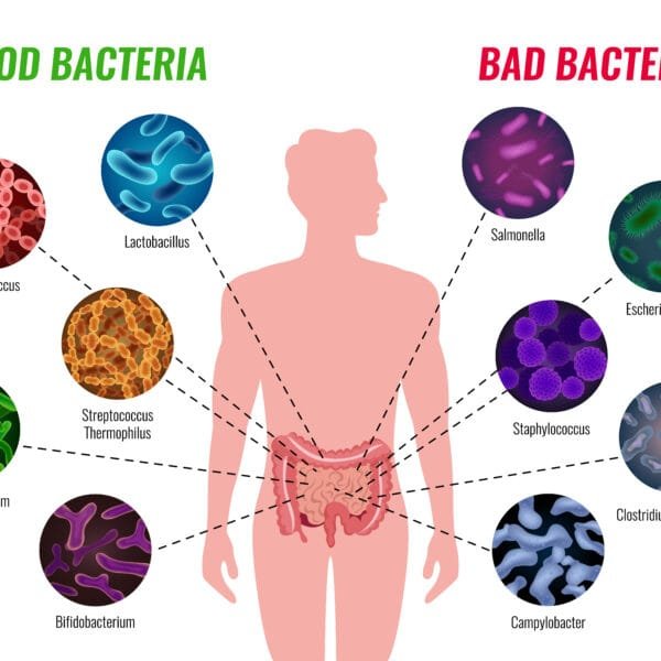 Impact of CBD on the Gut Microbiome